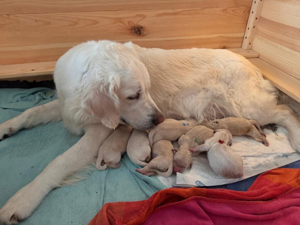 golden retriever valp 8 veckor till salu örebro

